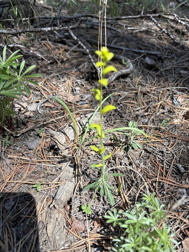 iNaturalist observation photo of Mustard Flower Rust