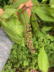 Phytolacca americana