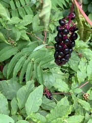 Phytolacca americana
