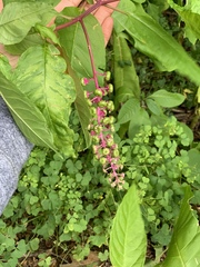 Phytolacca americana