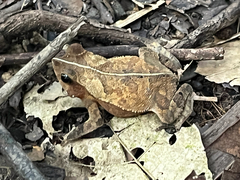 Sharp-Nosed Forest Toad photo 4