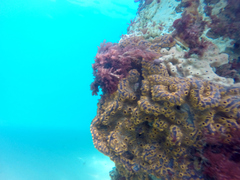 Botrylloides leachii