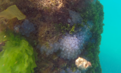Clavelina moluccensis