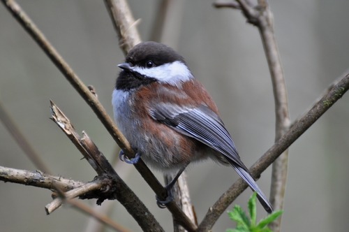 Chestnut-backed Chickadee, photo 9 of 9