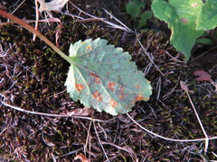 Coleosporium campanulae