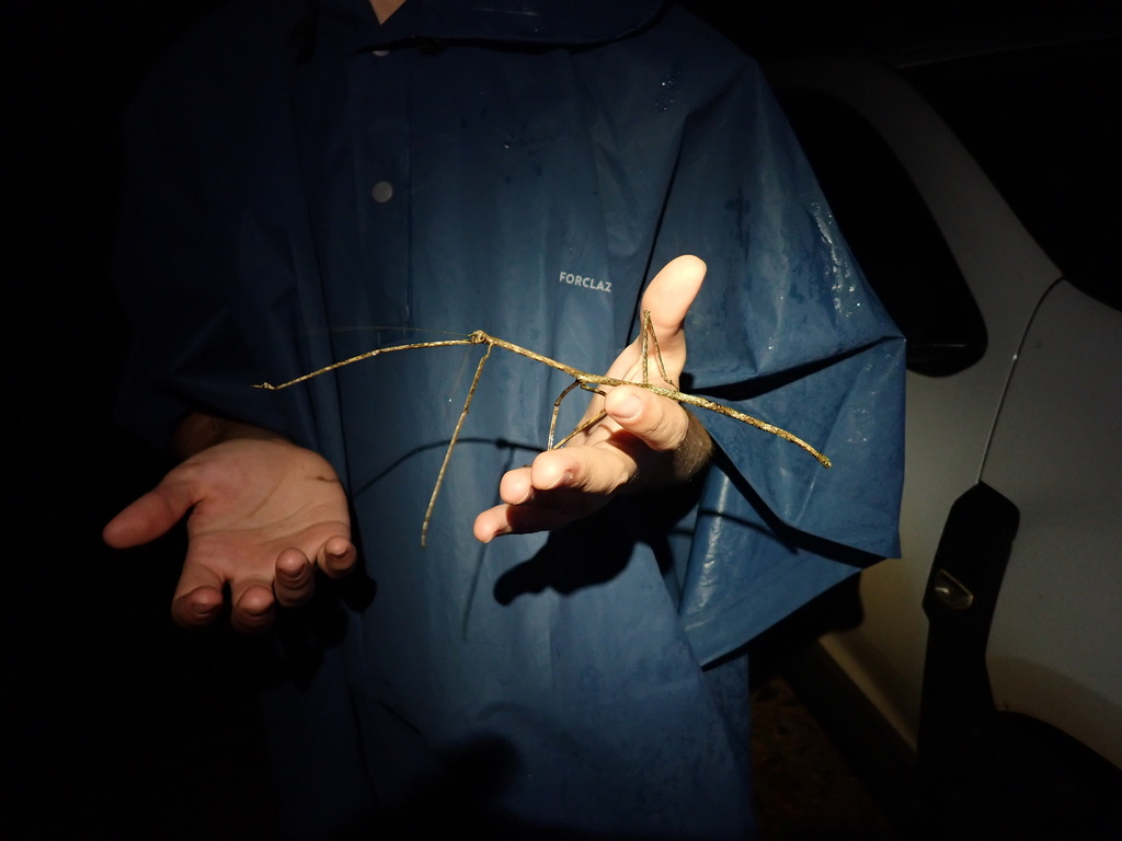 Phanocloidea procera