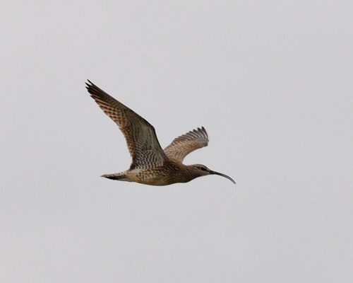Zarapito trinador (Numenius phaeopus)