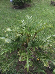 Thaumatophyllum xanadu