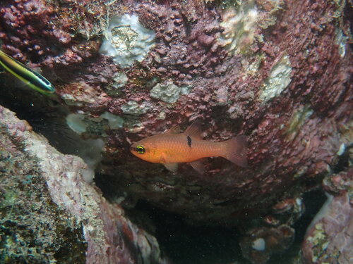 Pink cardinalfish (Apogon pacificus) — Apogonidae — 2