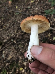 Russula