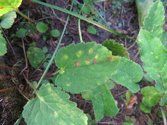 Coleosporium campanulae