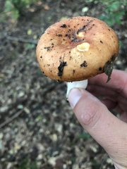 Russula
