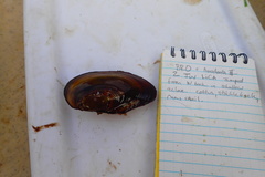 Anodonta oregonensis