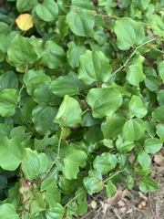 Smilax rotundifolia