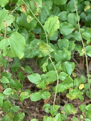 Smilax rotundifolia