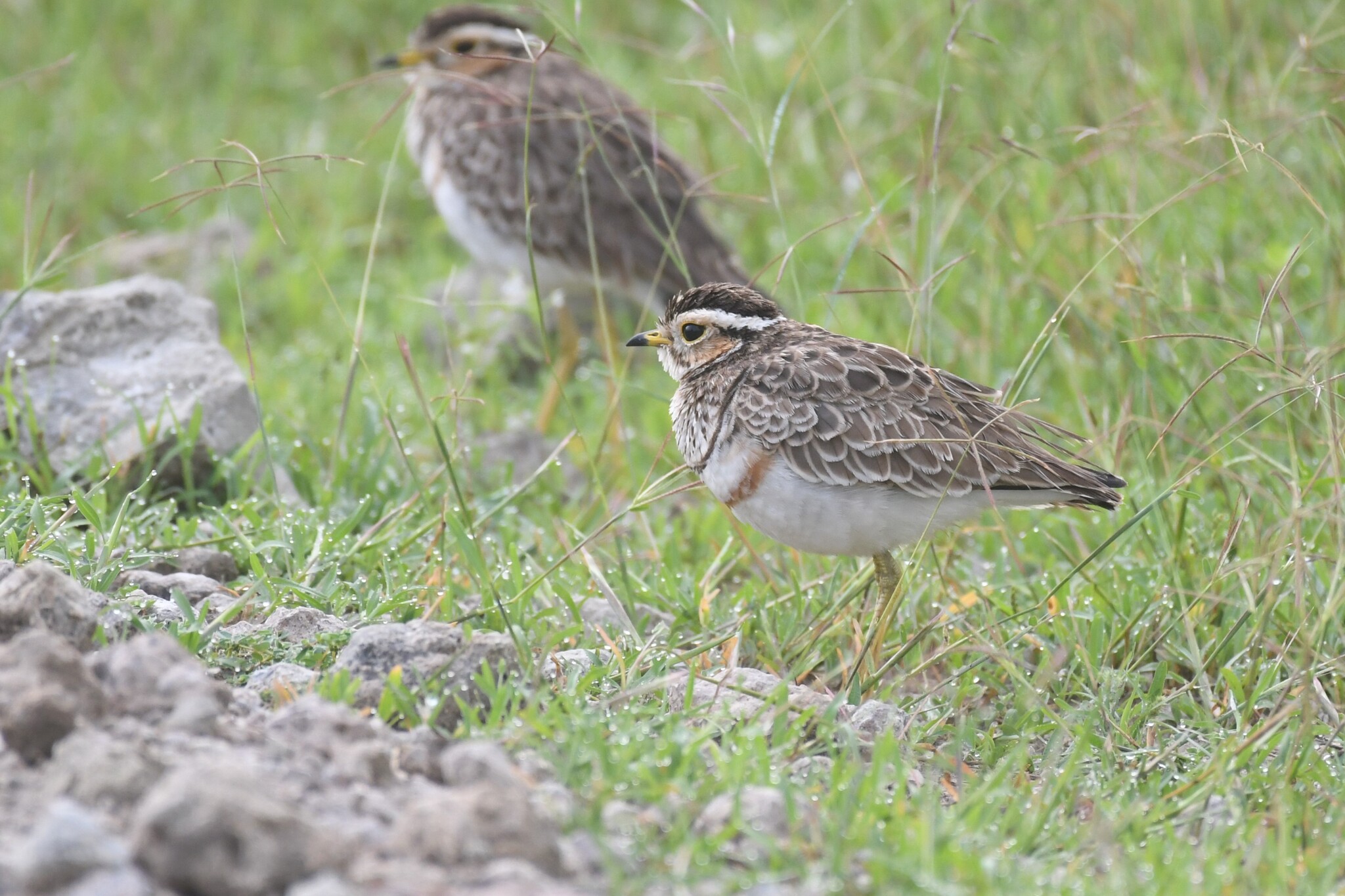 Three-banded Courser (Rhinoptilus cinctus), photo 2