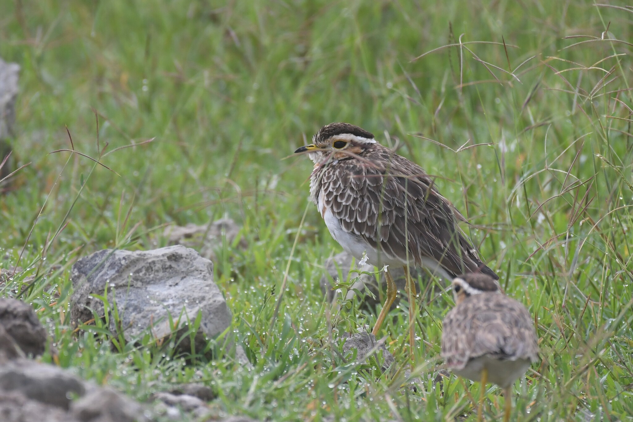 Three-banded Courser (Rhinoptilus cinctus), photo 3