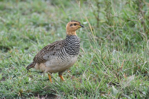 Coqui Francolin (Campocolinus coqui), photo 4