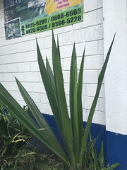 Agave vivipara