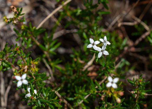 Arcytophyllum thymifolium, photograph 5
