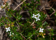Arcytophyllum thymifolium, photograph (c) portioid, some rights reserved (CC BY)