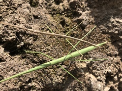 Phasmida