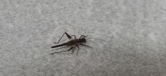 Homoeoxipha lycoides