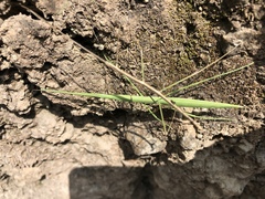 Phasmida