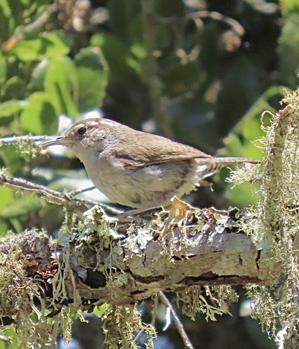 Pacific Bewick’s Wren