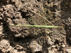 Phasmida