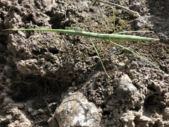 Phasmida