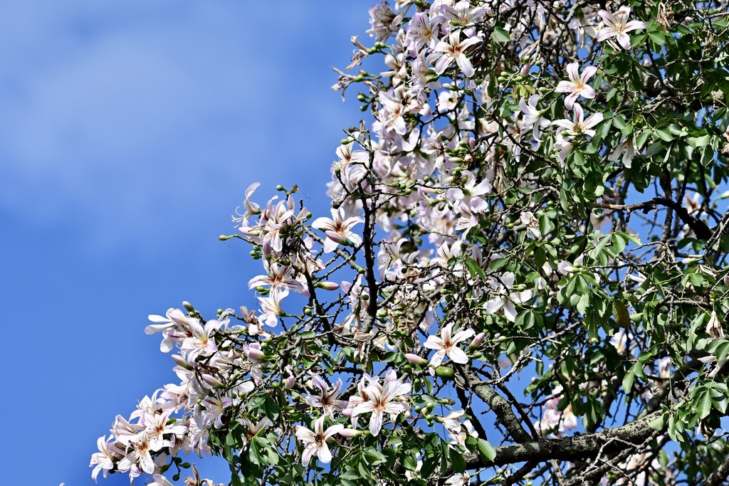 Chorisia pubiflora A.St.-Hil.