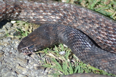 Masticophis flagellum flagellum