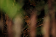 Cephalopachus bancanus borneanus