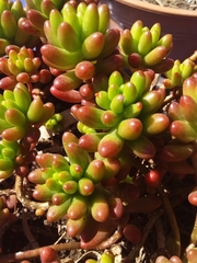 Sedum × rubrotinctum