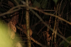 Cephalopachus bancanus borneanus