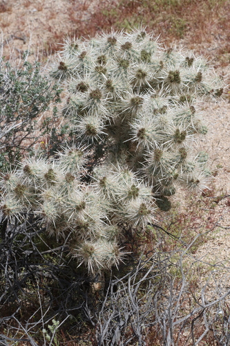 Silver Cholla
