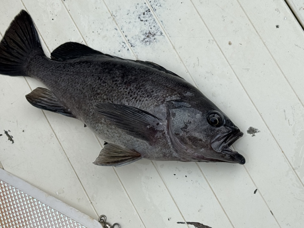 Dusky rockfish (Sebastes ciliatus) — Sebastidae