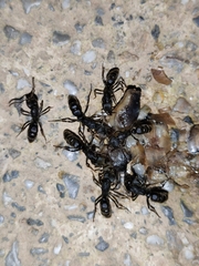 Ectomomyrmex
