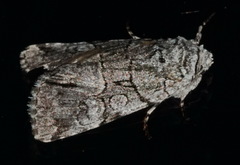 Sympistis chionanthi