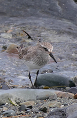 Calidris fuscicollis