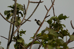 Polioptila bilineata