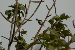 Polioptila bilineata