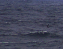 Hydrobates leucorhous