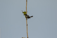 Polioptila bilineata
