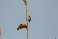 Polioptila bilineata