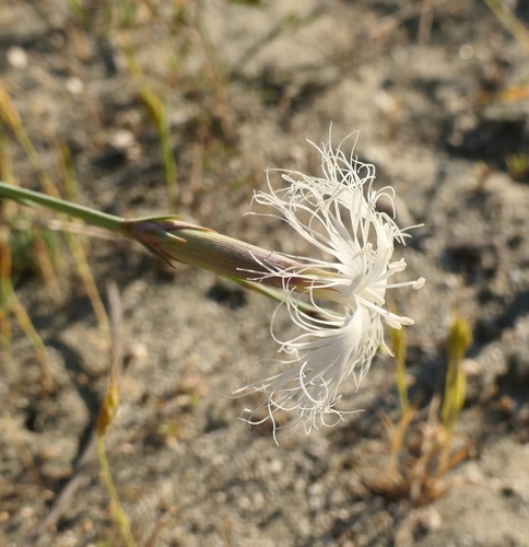 Long-haired Pink (Dianthus crinitus)