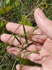Vernonia blodgettii