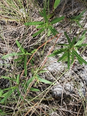 Vernonia blodgettii