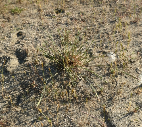 Dianthus crinitus, photograph 3